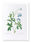 Forget me not flower (Pack of 8 cards)