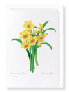 Daffodil (Pack of 8 cards)