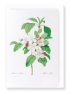 Flores mali of the apple tree (Pack of 8 cards)