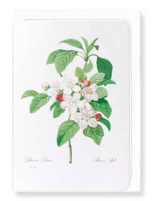 Flores mali of the apple tree (Pack of 8 cards)