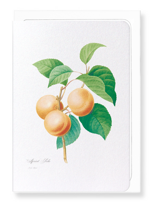 Apricot (Pack of 8 cards)