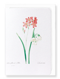 Ixia scariosa (Pack of 8 cards)