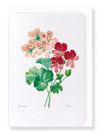 Geranium (Pack of 8 cards)