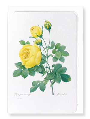 Yellow roses (Pack of 8 cards)