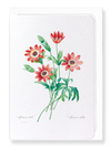 Anemone stellata (Pack of 8 cards)