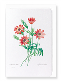 Anemone stellata (Pack of 8 cards)