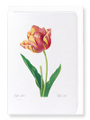 Tulip (Pack of 8 cards)