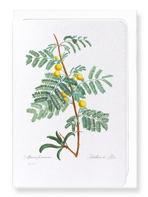 Sweet acacia (Pack of 8 cards)