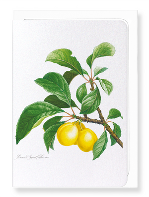 Plums on a branch  (Pack of 8 cards)