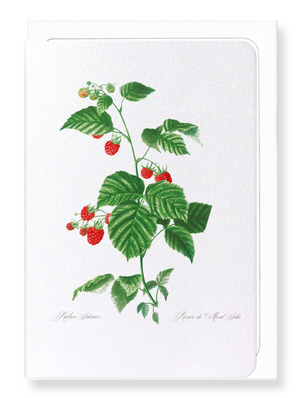 Raspberry branch  (Pack of 8 cards)