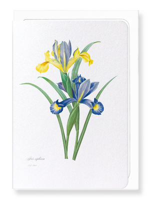 Spanish Iris (Pack of 8 cards)