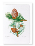 Aleppo pine & conifer cones (Pack of 8 cards)