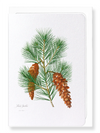 White pine (Pack of 8 cards)