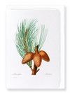 Pitch pine (Pack of 8 cards)