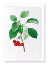 Cherries (Pack of 8 cards)