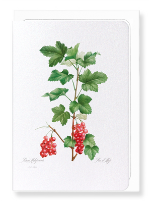 Redcurrant fruit (Pack of 8 cards)