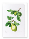 Pear No.1 (Pack of 8 cards)