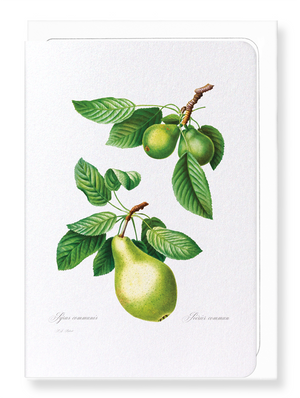 Pear No.1 (Pack of 8 cards)