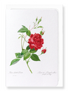 Red bengal red rose (Pack of 8 cards)