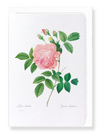 Pink rose No.1 (Pack of 8 cards)