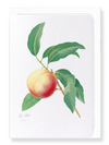 Peach No.1 (Pack of 8 cards)