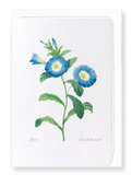 Field bindweed (Pack of 8 cards)