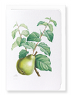 Pear No.2 (Pack of 8 cards)