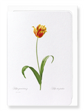 Didier's tulip (Pack of 8 cards)