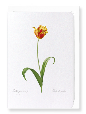 Didier's tulip (Pack of 8 cards)