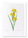 Yellow iris (Pack of 8 cards)