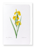 Yellow iris (Pack of 8 cards)