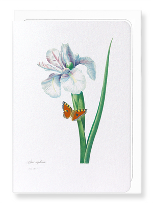 Spanish Iris No.2 (Pack of 8 cards)