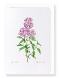 Lilac No.3 (Pack of 8 cards)