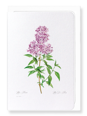 Lilac No.3 (Pack of 8 cards)