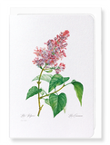 Lilac No.4 (Pack of 8 cards)