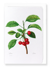 Cherries No. 2 (Pack of 8 cards)