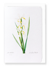 Iris  (Pack of 8 cards)