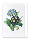 Primula auricula No.1 (Pack of 8 cards)