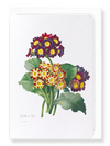 Primula auricula No.2 (Pack of 8 cards)