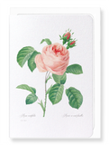 Pink rose No.2 (Pack of 8 cards)