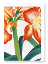 Ezen Designs - BIRDS OF PARADISE - Greeting Card - Front