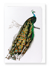 Ezen Designs - Indian peafowl - Greeting Card - Front