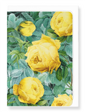 Ezen Designs - Rosa sulfurea - Greeting Card - Front