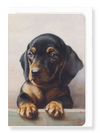 Ezen Designs - Young dachshund  - Greeting Card - Front