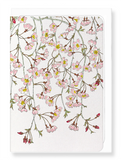 Ezen Designs - Shidarezakura blossoms - Greeting Card - Front