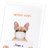 Birthday frenchie from a distance (Pack of 8 cards)