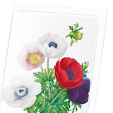 Anemone (Pack of 8 cards)