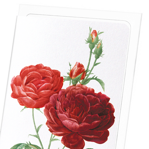 Dark red gallica roses (Pack of 8 cards)