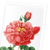 Gallica rose (Pack of 8 cards)