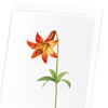 Lily (Pack of 8 cards)